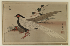Image for Reproduction: Pair of White Pheasants