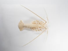 Image for Articulated Spiny Lobster