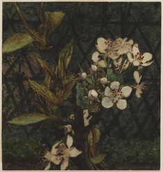 Image for Crab Apple Blossom