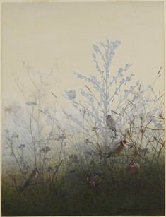 Image for Goldfinches