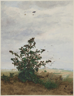 Image for Flowering Thistle in front of a Landscape