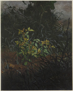 Image for Rose Bush in a Thicket