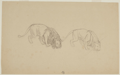 Image for Study of Lions