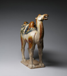 Image for Camel