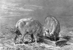 Two Pigs Eating from a Trough