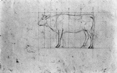 Sketch of a Cow
