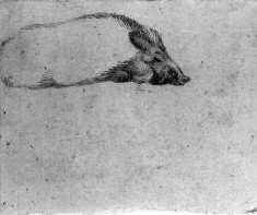 Study of a Sleeping Boar