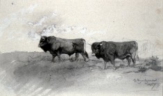 Andalusian Bulls