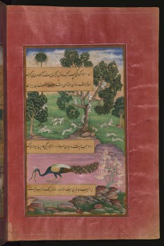 Animals and Birds of Hindustan: Squirrels and Peacock, from the Baburnama (Book of Babur)