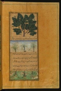 Date Trees of Hindustan