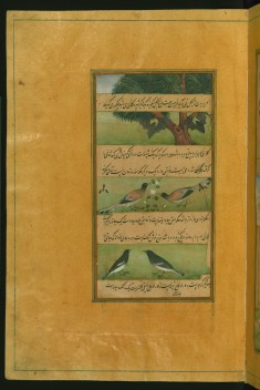 Birds of Hindustan: Bats and Ducks