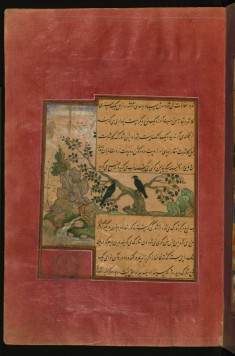 Birds of Hindustan: Starlings, Called Pandavali