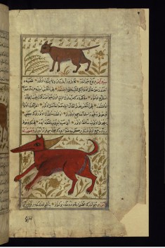 A Wild Cat and an Animal Called Sirayis
