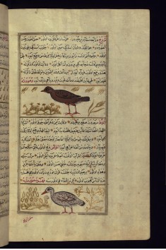 A Pheasant and a Bird Called Tabut