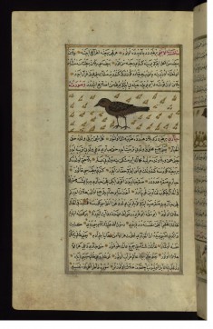 A Bird Called Hadinat al-af'á (Viper’s Dry Nurse)