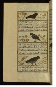 A Starling, a Quail, and a Royal Falcon