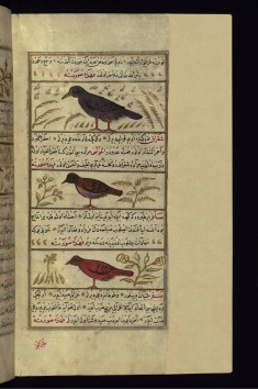 A Bird Called Shafatin, a Green Magpie, and a Singing Bird