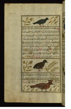 A Ring-dove, a Partridge, and a Hoopoe