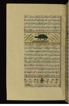 A Hedgehog and An Insect Called Mahl