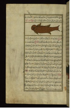 A Fish with the Head of an Owl