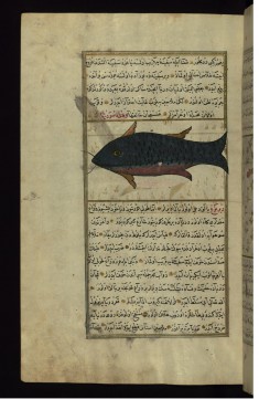 A Fish from the Vaynah (Vinah?) Seas