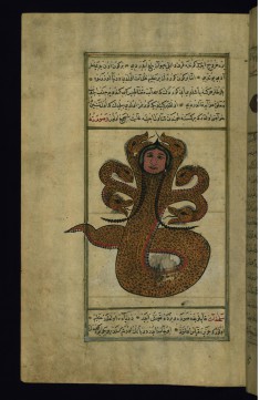 A Dragon