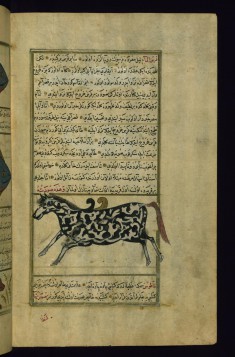 A Water-horse