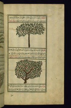 An Acacia Tree and a Turpentine Tree