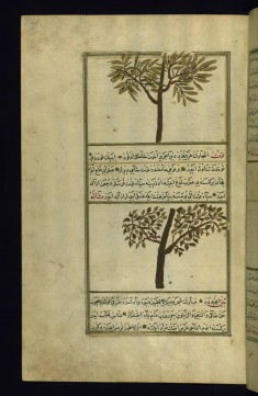 A Tree Called Tanuth and a Mulberry Tree