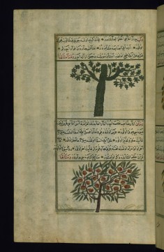 A Plane Tree and a Pomegranate Tree