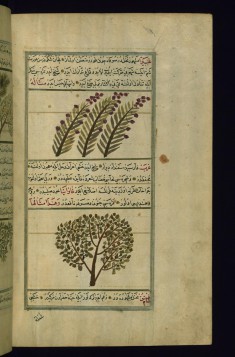 Fruit (Ghabira) of a Tree Called Ghabra and a Poplar Tree (Gharab)