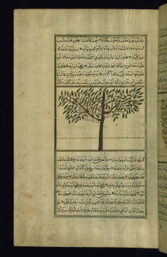 A Camphor Tree