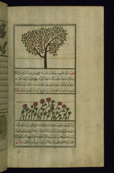 A Pear Tree and Laghiyah Plants