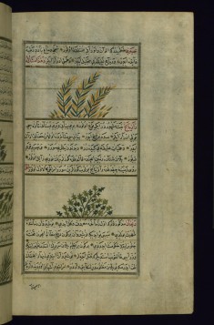 Yellow Wallflower and a Plant Called Zazyabaj