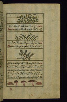 Coriander, a Plant Called Kakrasah (?), Cumin, and Mushrooms