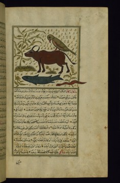 A Parrot (Sitting on a Bull), a Fish, and a Snake