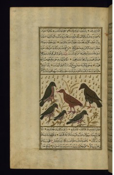 A Group of Birds