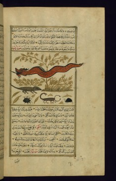 A Dragon, a Lizard, and Other Animals