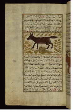 A Jackal