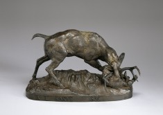 Stag Attacked by a Lynx