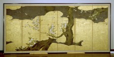 Blossoming Cherry Trees