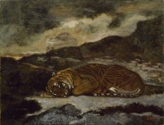 Tiger Asleep