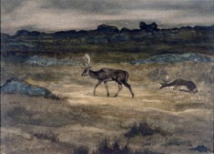 Two Fallow Deer