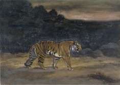 Tiger Walking