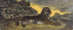 Tiger at Rest