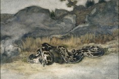Python Swallowing a Roe-Deer