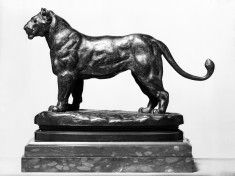 Lioness of Algeria