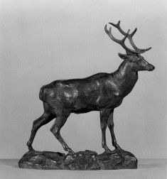 Stag at Rest