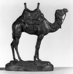 Egyptian Dromedary