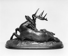 Virginia Deer Reclining